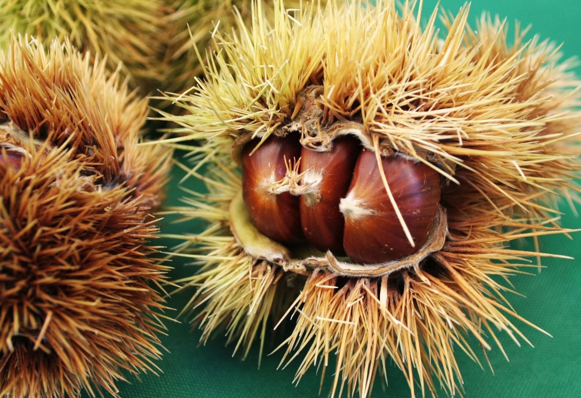 chestnut-2829581_1920.jpg