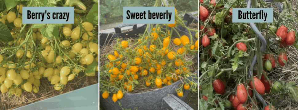 Bonus2-Klub-jaro-2026