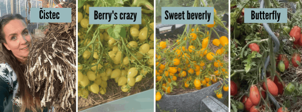 Bonus1-Klub-jaro-2026